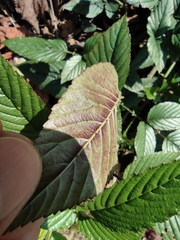 Rubus columellaris