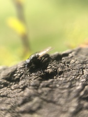 Diptera