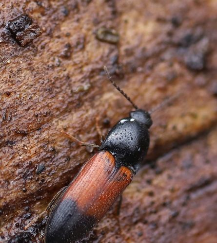 belted click beetle, photo 5 of 9