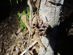 Imantodes gemmistratus