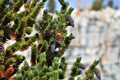 Pinus balfouriana austrina