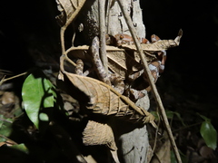 Imantodes gemmistratus