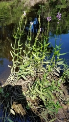 Physostegia leptophylla