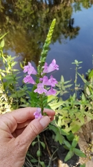 Physostegia leptophylla