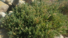 Salicornia littorea