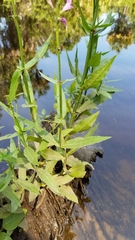 Physostegia leptophylla