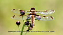 Libellula angelina