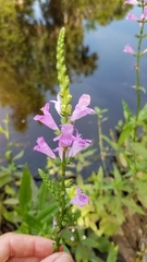 Physostegia leptophylla
