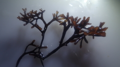 Sarcothalia scutellata