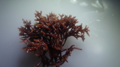 Sarcothalia scutellata