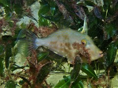Scobinichthys granulatus