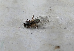 Diptera