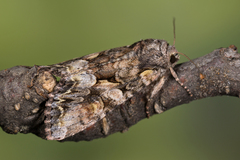 Lacanobia contigua