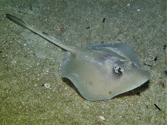 Trygonoptera personata