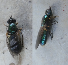 Diptera