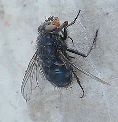Diptera