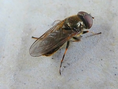 Diptera
