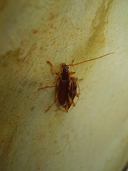 Astetholida lucida