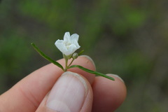 Stylisma pickeringii pattersonii
