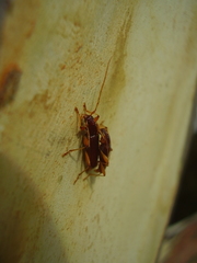 Astetholida lucida
