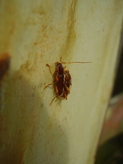 Astetholida lucida