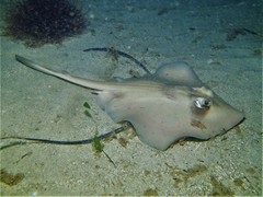 Trygonoptera personata