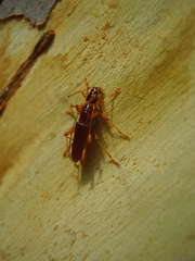 Astetholida lucida
