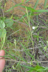 Stylisma pickeringii pattersonii