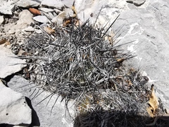 Coryphantha nickelsiae