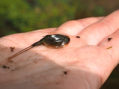 Triops mauritanicus