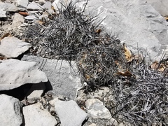 Coryphantha nickelsiae