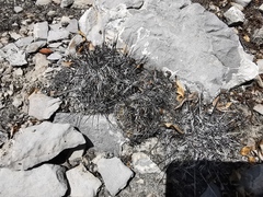 Coryphantha nickelsiae