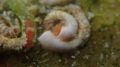 Spirorbis