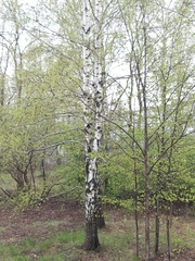 Betula pendula