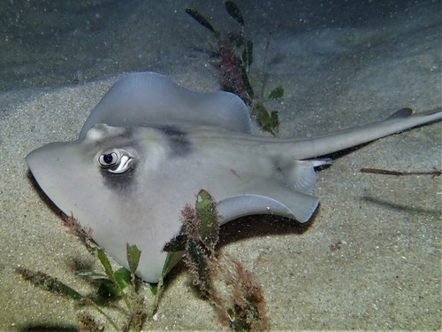 Masked stingaree (Trygonoptera personata) — Urolophidae — 4