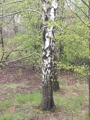 Betula pendula