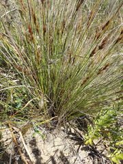 Schoenus graciliculmis