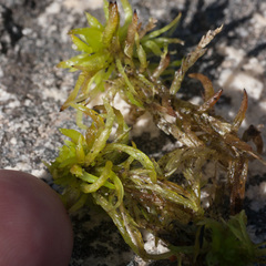 Subsecunda