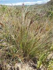 Schoenus graciliculmis