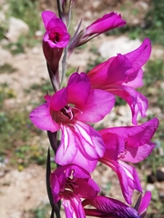 Gladiolus illyricus