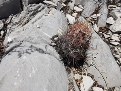 Thelocactus bicolor