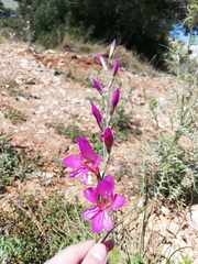 Gladiolus illyricus