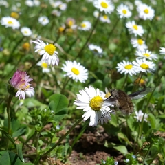 Bombylius fimbriatus
