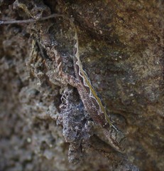 Anolis macrophallus