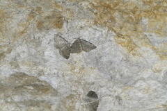 Triphosa sabaudiata