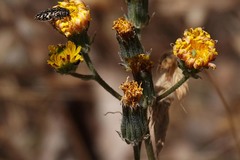 Acmaeodera hepburnii