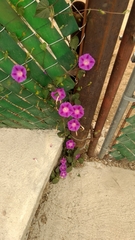 Ipomoea purpurea