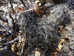 Coryphantha nickelsiae