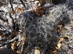 Coryphantha nickelsiae