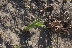 Anticlea elegans elegans